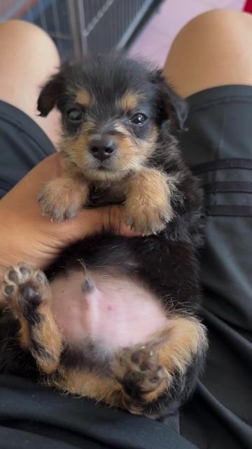 Chó Chihuahua lai Nhật Mini Đen vàng 2 tháng. Mua bán Chó tại Quận 8 Tp Hồ Chí Minh được đăng bởi Phan hung tam hình 1