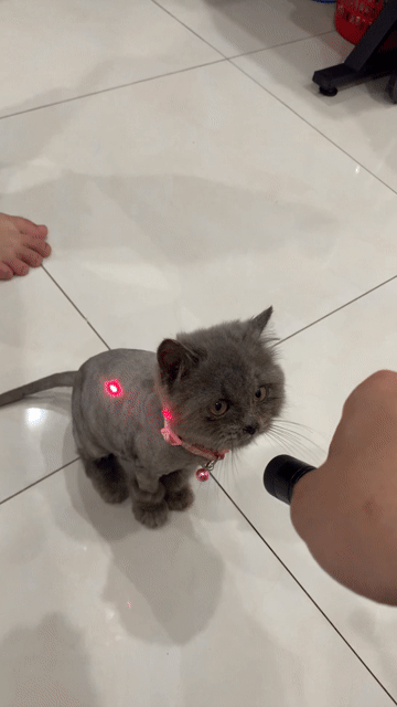 Mèo Anh đực 3 tháng tuổi. Mua bán Mèo tại Huyện Hoài Đức Hà Nội được đăng bởi Vanh Vanh hình 1