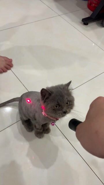 Mèo Anh đực 3 tháng tuổi. Mua bán Mèo tại Huyện Hoài Đức Hà Nội được đăng bởi Vanh Vanh hình 1