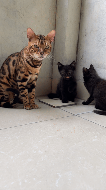 Mèo Bengal đực mua về có thể phối luôn. Mua bán Mèo tại Huyện Mê Linh Hà Nội được đăng bởi Dũng hình 1