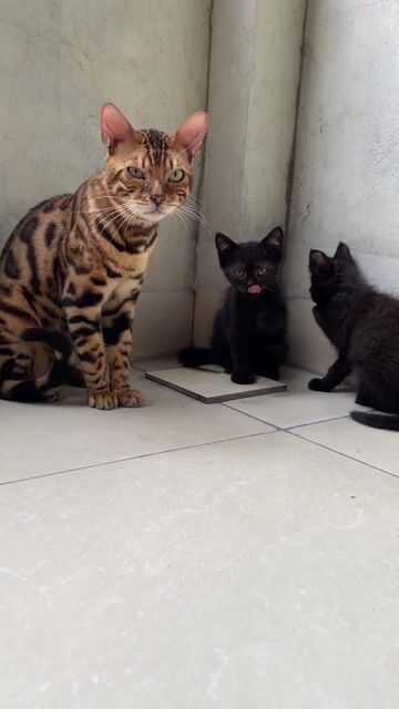 Mèo Bengal đực mua về có thể phối luôn. Mua bán Mèo tại Huyện Mê Linh Hà Nội được đăng bởi Dũng hình 1