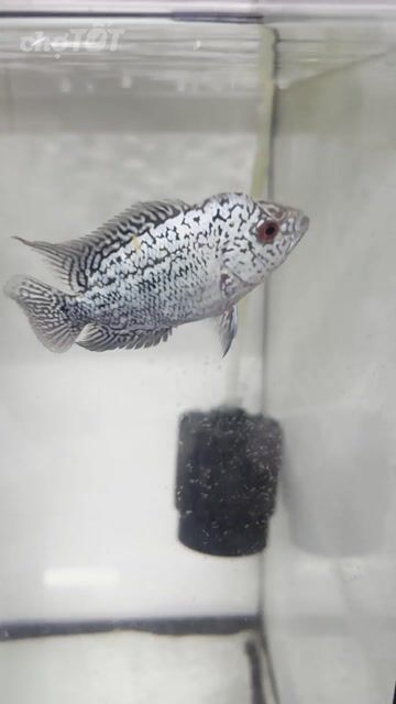 Cá la hán 1 ngón Sáng Full giáp. Mua bán Thú cưng khác tại Quận 8 Tp Hồ Chí Minh được đăng bởi KIM BAO AQUARIUM hình 1
