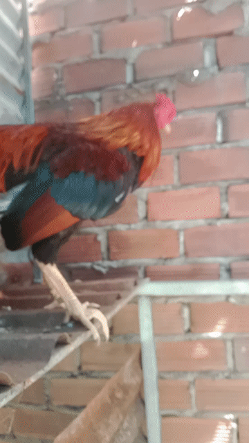 Gà trống Đực 1.6kg Đỏ đen xanh. Mua bán Gà tại Huyện Bình Chánh Tp Hồ Chí Minh được đăng bởi Tí  hình 1