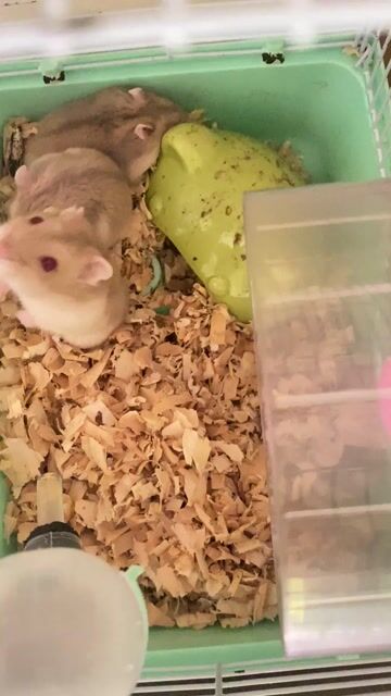 🐹 BÁN HAMSTER CẢNH – DỄ THƯƠNG, KHỎE MẠNH 🐹. Mua bán Thú cưng khác tại Quận Tân Phú Tp Hồ Chí Minh được đăng bởi Ngô Duy hình 1