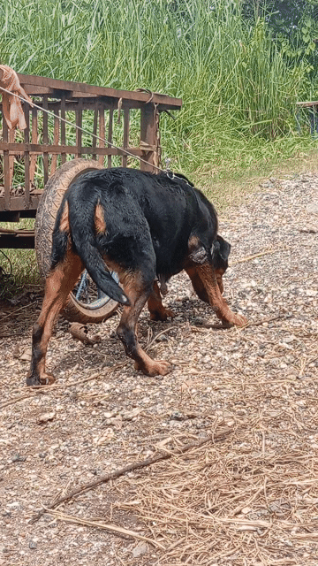 Chó Rottweiler Cái Đen vàng đã đẻ 3 lứa. Mua bán Chó tại Huyện Trảng Bom Đồng Nai được đăng bởi Trần Văn lưu hình 1