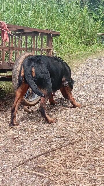 Chó Rottweiler Cái Đen vàng đã đẻ 3 lứa. Mua bán Chó tại Huyện Trảng Bom Đồng Nai được đăng bởi Trần Văn lưu hình 1