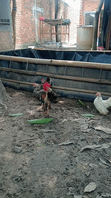 Gà Serama 1 trống 3 mái Đa sắc. Mua bán Gà tại Huyện Châu Thành Tây Ninh được đăng bởi tan dat hình 1
