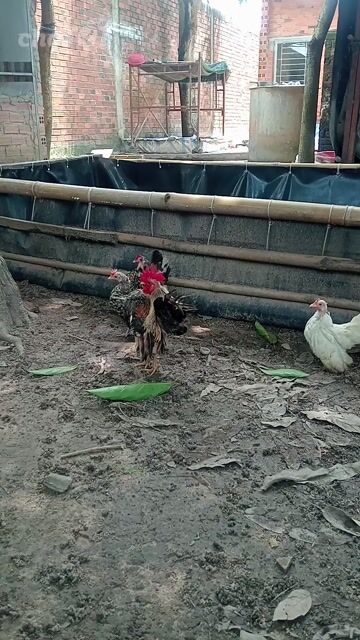 Gà Serama 1 trống 3 mái Đa sắc. Mua bán Gà tại Huyện Châu Thành Tây Ninh được đăng bởi tan dat hình 1