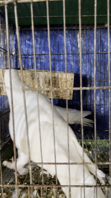Chim bồ câu Trắng Đang sinh sản. Mua bán Chim tại Quận 6 Tp Hồ Chí Minh được đăng bởi Thanhly hình 1
