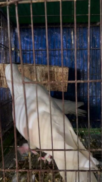 Chim bồ câu Trắng Đang sinh sản. Mua bán Chim tại Quận 6 Tp Hồ Chí Minh được đăng bởi Thanhly hình 1