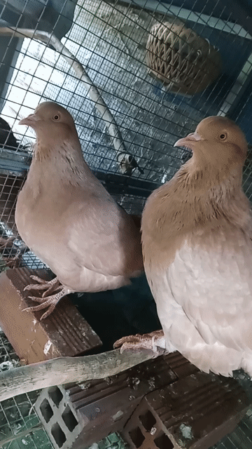 Chim bồ câu trống Vàng rơm 4 tháng. Mua bán Chim tại Huyện Đức Hòa Long An được đăng bởi cu hình 1