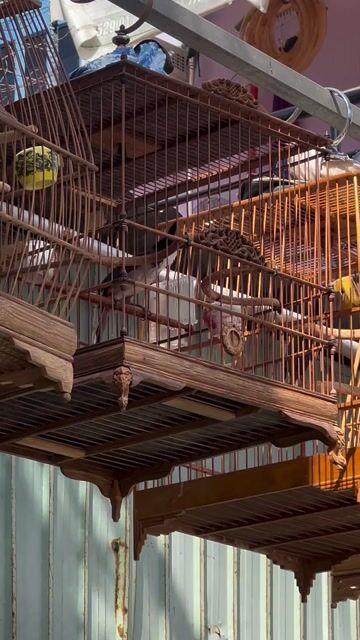 CHIM BỔI NUÔI 5 THÁNG. Mua bán Chim tại Thành phố Thuận An Bình Dương được đăng bởi Cậu Bè Khờ hình 1