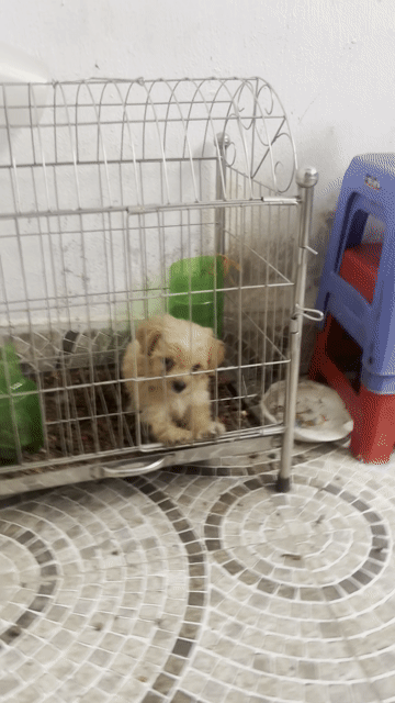 Chó Poodle đực màu Nâu vàng. Mua bán Chó tại Quận Hải An Hải Phòng được đăng bởi Quân hình 1