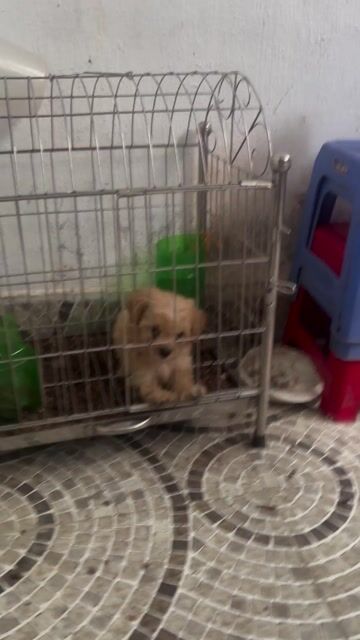 Chó Poodle đực màu Nâu vàng. Mua bán Chó tại Quận Hải An Hải Phòng được đăng bởi Quân hình 1