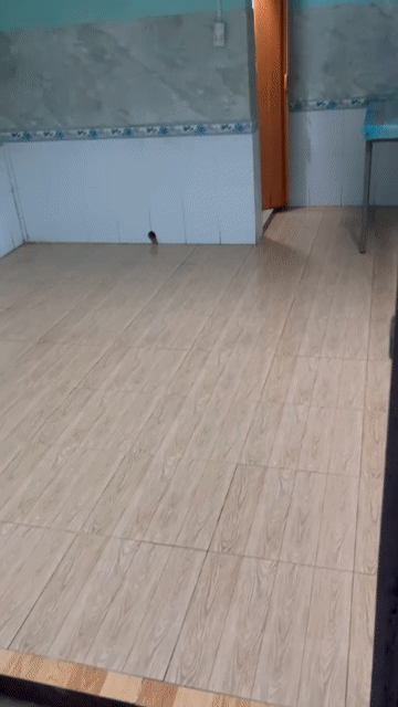 Cho thuê Phòng trọ Huyện Nhà Bè Tp Hồ Chí Minh diện tích 18 m² giá 1,5 triệu/tháng