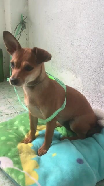 Chó cái 8 tháng tuổi màu Nâu. Mua bán Chó tại Quận Thanh Khê Đà Nẵng được đăng bởi nhi hình 1