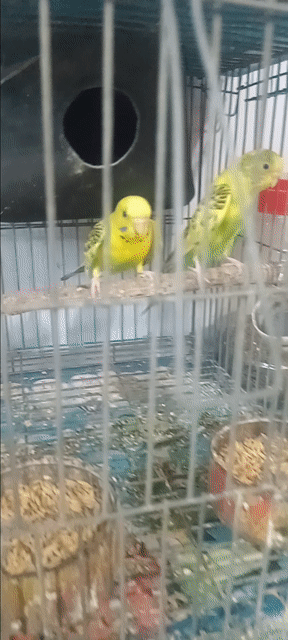 Chim yến phụng Vàng xanh một cặp. Mua bán Chim tại Huyện Hóc Môn Tp Hồ Chí Minh được đăng bởi Như Lê hình 1