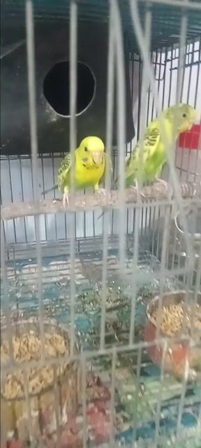 Chim yến phụng Vàng xanh một cặp. Mua bán Chim tại Huyện Hóc Môn Tp Hồ Chí Minh được đăng bởi Như Lê hình 1