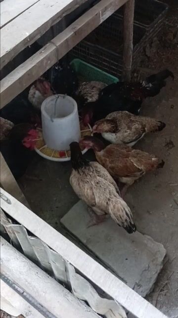 Gà Đông Tảo . Mua bán Gà tại Huyện An Phú An Giang được đăng bởi Hậu Nguyễn hình 1