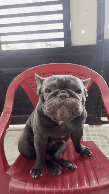 Chó Bull Pháp Đen. Mua bán Chó tại Quận Bình Tân Tp Hồ Chí Minh được đăng bởi Thành Gia hình 1