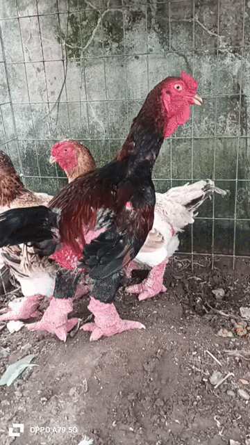 Gà Đông Tảo. Mua bán Gà tại Huyện Mang Thít Vĩnh Long được đăng bởi toan hình 1