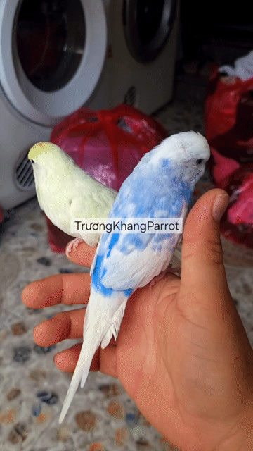 Chim Yến phụng trống mái. Mua bán Chim tại Quận 10 Tp Hồ Chí Minh được đăng bởi Trương Khang hình 1