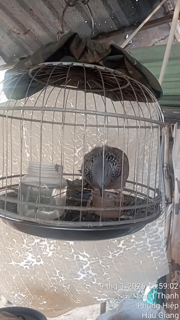 Chim cu gáy Nâu đốm Khỏe mạnh. Mua bán Chim tại Quận Cái Răng Cần Thơ được đăng bởi Nam  hình 1