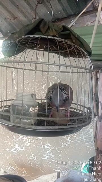 Chim cu gáy Nâu đốm Khỏe mạnh. Mua bán Chim tại Quận Cái Răng Cần Thơ được đăng bởi Nam  hình 1