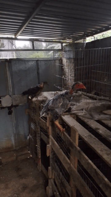 Mái nhánh trạng to sắp đẻ lứa so. Mua bán Gà tại Huyện Chương Mỹ Hà Nội được đăng bởi Sơn hình 1
