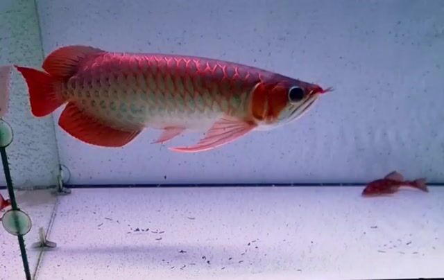 Cá Rồng Đỏ 35-37cm. Mua bán Thú cưng khác tại Quận Tân Phú Tp Hồ Chí Minh được đăng bởi Quang Duong hình 1