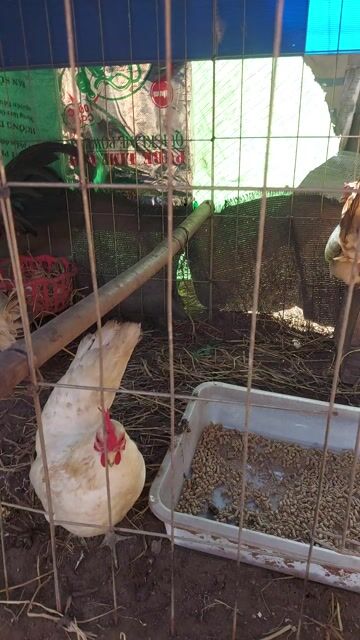 Bán bầy gà tre. Mua bán Gà tại Huyện Mỏ Cày Nam Bến Tre được đăng bởi Phạm Tâm hình 1