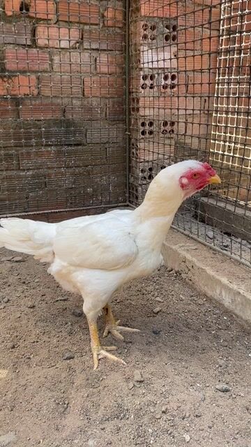 Gà Thái 3kg. Mua bán Gà tại Huyện Xuân Lộc Đồng Nai được đăng bởi VKy hình 1