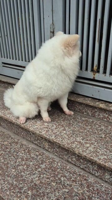 Chó Phốc Sóc đực 9 tháng 2 mũi. Mua bán Chó tại Quận Long Biên Hà Nội được đăng bởi Nguyen Truong Minh hình 1