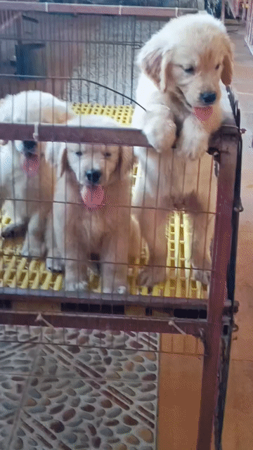 Chó Golden Retriever Baby Vàng kem. Mua bán Chó tại Thị xã Duy Tiên Hà Nam được đăng bởi Vũ Văn Tính hình 1