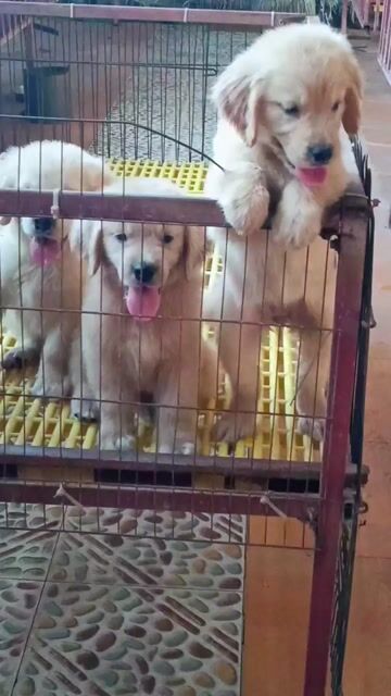 Chó Golden Retriever Baby Vàng kem. Mua bán Chó tại Thị xã Duy Tiên Hà Nam được đăng bởi Vũ Văn Tính hình 1