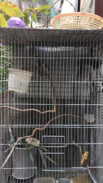 Chim chao chảo má trắng. Mua bán Chim tại Quận Ninh Kiều Cần Thơ được đăng bởi luân pham hình 1