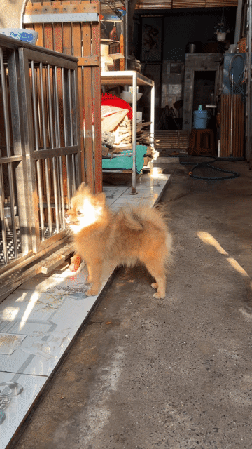 Chó Phốc Sóc Pom Thái 1 tuổi hơn. Mua bán Chó tại Thành phố Thủ Dầu Một Bình Dương được đăng bởi phạm thời công  hình 1