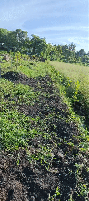 Mua bán Đất Thành phố Ngã Bảy Hậu Giang diện tích 2100 m² giá 590 triệu