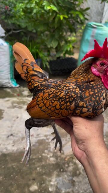 Gà trống Vảy cá đồng 11th. Mua bán Gà tại Huyện Trà Cú Trà Vinh được đăng bởi Liao Wei hình 1