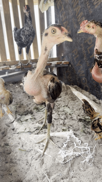 gà chọi 3th gl sang gà trư. Mua bán Gà tại Huyện Thanh Trì Hà Nội được đăng bởi Vũ Toàn hình 1
