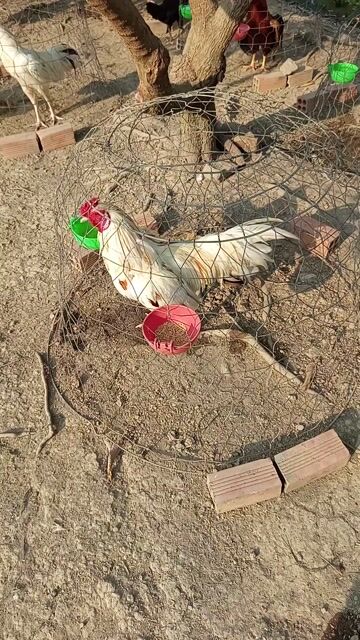 Bướm tay tốt 2,9kg50 cự mạnh. Mua bán Gà tại Huyện Cờ Đỏ Cần Thơ được đăng bởi Thịnh hình 1