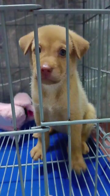 Chó Labrador x Golden Cái Vàng Đã tiêm 5 bệnh. Mua bán Chó tại Huyện Nhà Bè Tp Hồ Chí Minh được đăng bởi Siu Súp hình 1