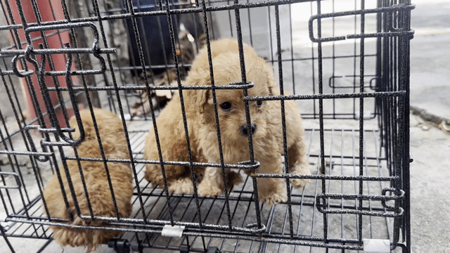 Chó Poodle Nâu 40 ngày tuổi. Mua bán Chó tại Huyện Hóc Môn Tp Hồ Chí Minh được đăng bởi anh thư hình 1