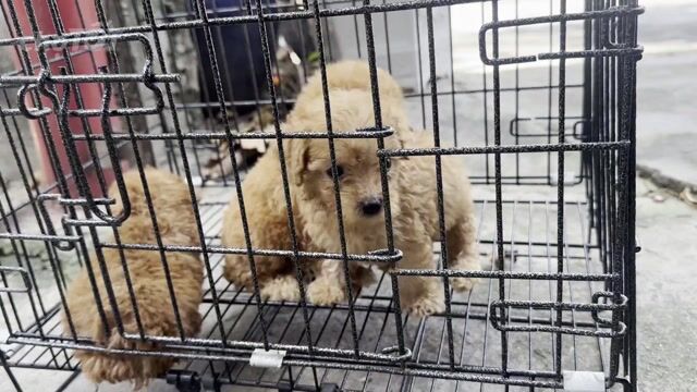 Chó Poodle Nâu 40 ngày tuổi. Mua bán Chó tại Huyện Hóc Môn Tp Hồ Chí Minh được đăng bởi anh thư hình 1