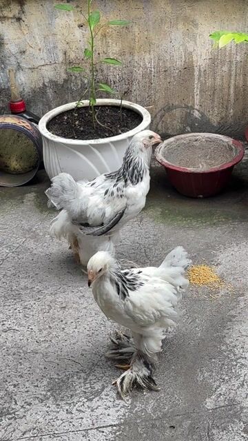 Cặp gà kì lân chuối tuyết. Mua bán Gà tại Thành phố Thủ Đức Tp Hồ Chí Minh được đăng bởi Gà Kì Lân Thủ Đức hình 1