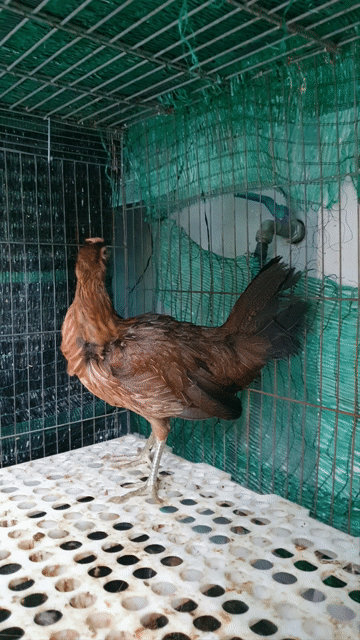 Gà tre mái Điều Mỹ. Mua bán Gà tại Quận Gò Vấp Tp Hồ Chí Minh được đăng bởi nglonggv hình 1