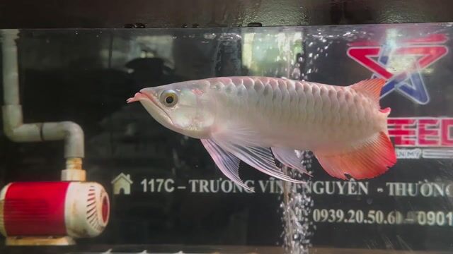 Cá Rồng Huyết Long 36-37cm. Mua bán Thú cưng khác tại Quận Cái Răng Cần Thơ được đăng bởi Khai quoc hình 1