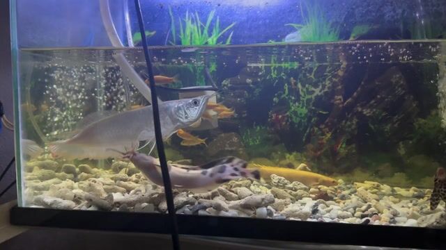 Hồ cá cảnh Kính Trong suốt. Mua bán Phụ kiện, Thức ăn, Dịch vụ tại Quận Tân Phú Tp Hồ Chí Minh được đăng bởi huy hình 1