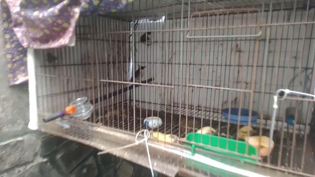 Chim chào mào trống 1 mùa rớt đuôi. Mua bán Chim tại Huyện Bình Chánh Tp Hồ Chí Minh được đăng bởi Mr Bảo  hình 1