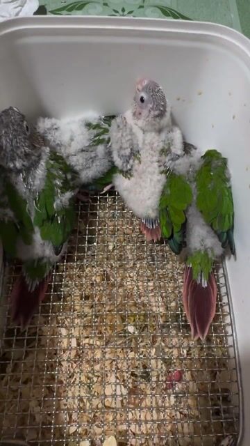 Vẹt Greencheck non. Mua bán Chim tại Quận Bình Thuỷ Cần Thơ được đăng bởi Thanh Tâm 1985 hình 1